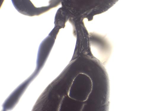 Psenulus fuscipennis